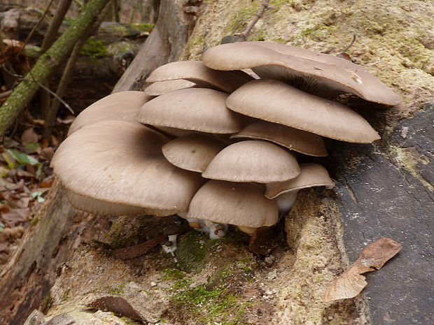 hliva ustricovitá Pleurotus ostreatus (Jacq.) P. Kumm.