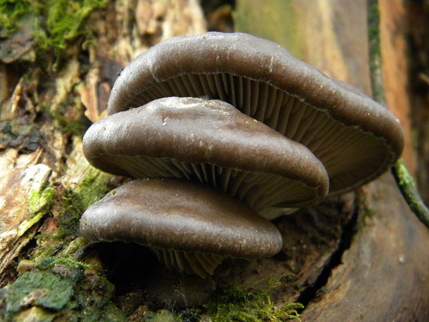 hliva ustricovitá Pleurotus ostreatus (Jacq.) P. Kumm.