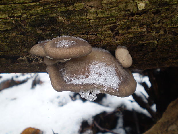 hliva ustricovitá Pleurotus ostreatus (Jacq.) P. Kumm.