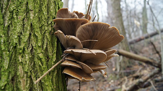 hliva ustricovitá Pleurotus ostreatus (Jacq.) P. Kumm.