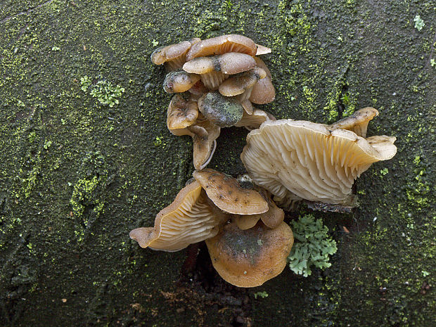 pňovka neskorá Sarcomyxa serotina (Pers.) P. Karst.