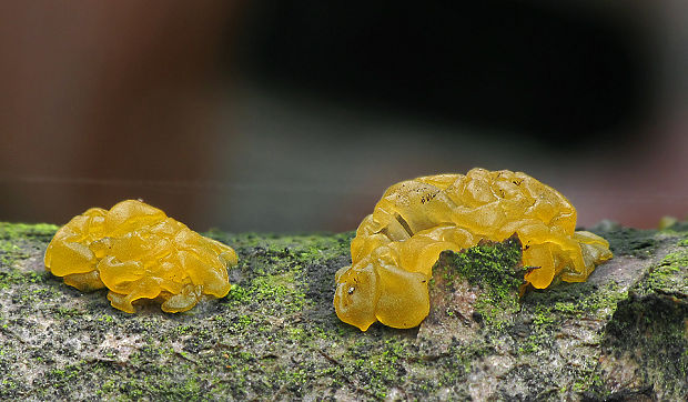 rôsolovka zlatožltá Tremella mesenterica Retz.