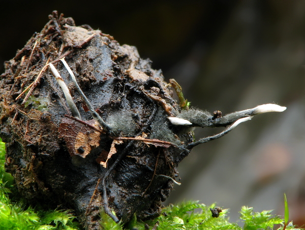 drevnatec bukový Xylaria carpophila (Pers.) Fr.