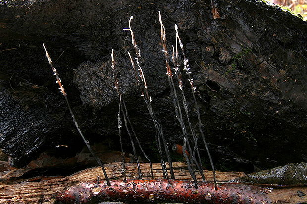 dřevnatka niťovitá Xylaria filiformis  (Alb. & Schwein.) Fr.