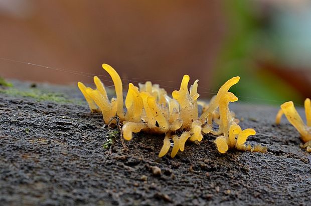 parôžkovec malý Calocera cornea (Fr.) Loud.