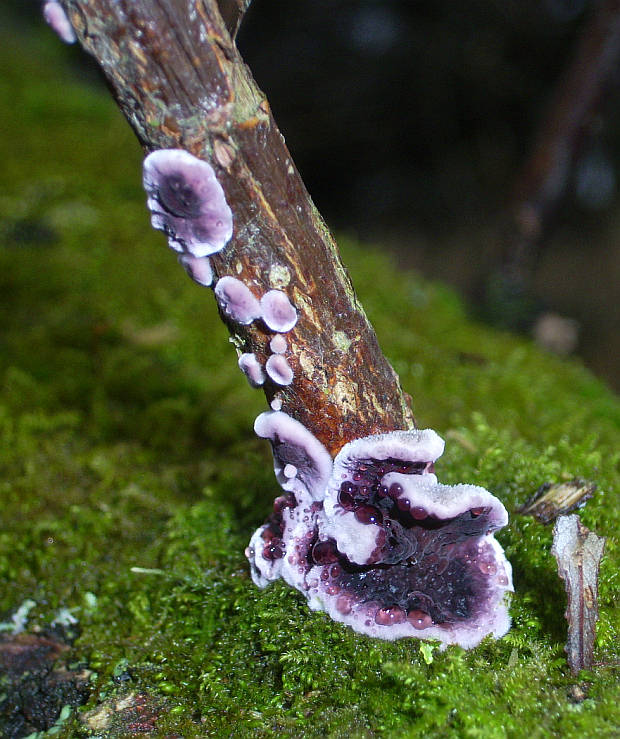 pevníkovec purpurový Chondrostereum purpureum (Pers.) Pouzar