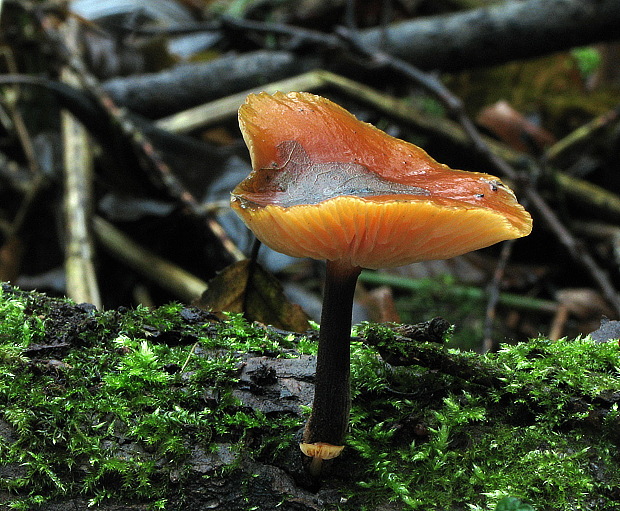 plamienka Flammulina sp.