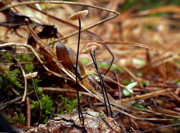 tanečnica čiernohlúbiková Gymnopus androsaceus (L.) Della Maggiora & Trassinelli