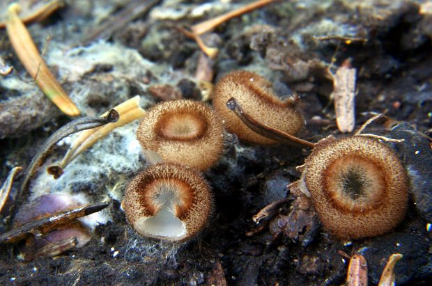 humária polguľovitá Humaria hemisphaerica (F.H. Wigg.) Fuckel