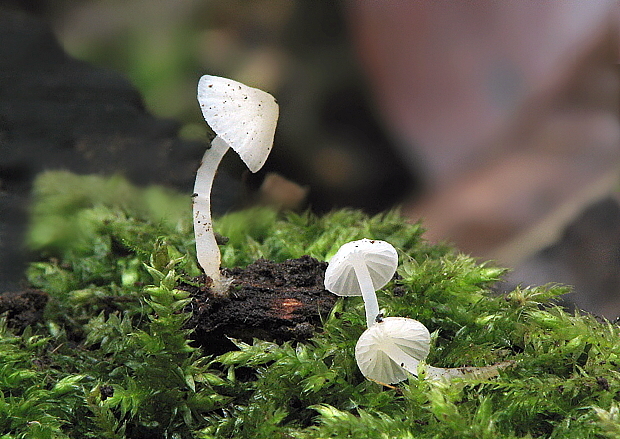 prilbička Mycena sp.