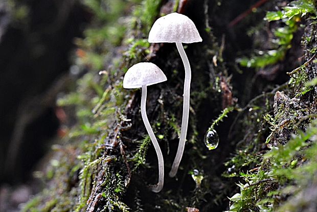 prilbička Mycena sp.