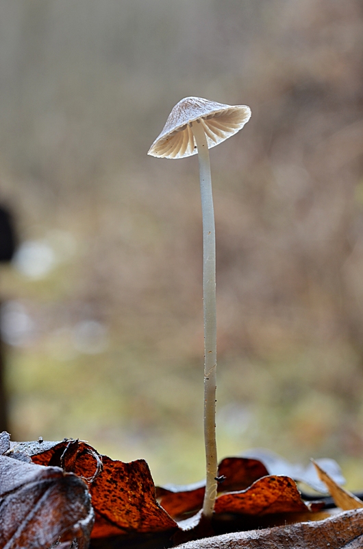 prilbička Mycena sp.