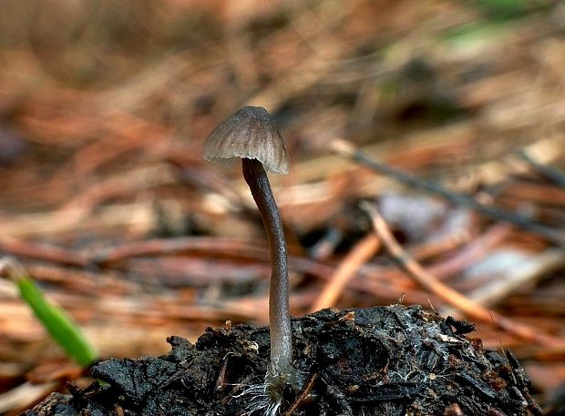 prilbička šišková Mycena strobilicola J. Favre & Kühner