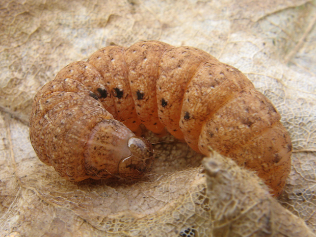 mora zemiaková Noctua fimbriata