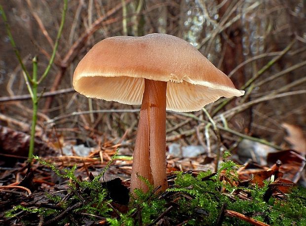 peniazovka maslová Rhodocollybia butyracea (Bull.) Lennox