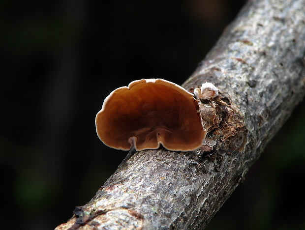 škľabka plstnatá Schizophyllum amplum (Lév.) Nakasone