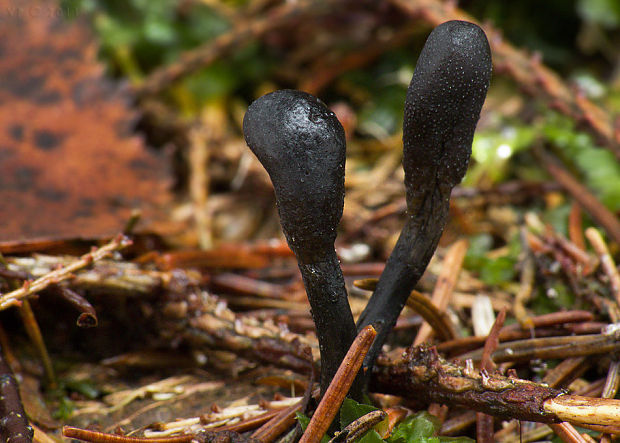 žezlovka srnková Tolypocladium ophioglossoides (J.F. Gmel.) Quandt, Kepler & Spatafora