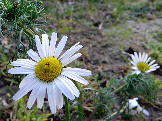 parumanček nevoňavý Tripleurospermum perforatum (Mérat) M. Lainz