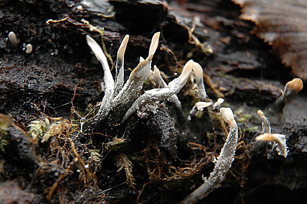 drevnatec parohatý Xylaria hypoxylon (L.) Grev.