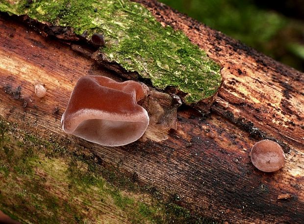 uchovec bazový Auricularia auricula-judae (Bull.) Quél.