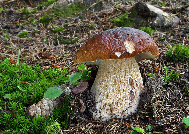 hríb smrekový Boletus edulis Bull.