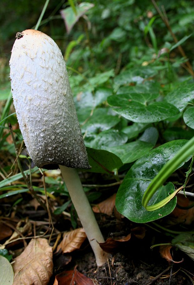 hnojník obyčajný Coprinus comatus (O.F. Müll.) Pers.