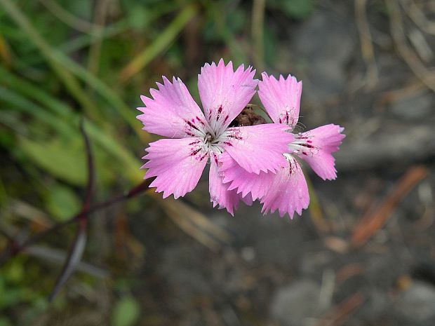 klinček lesklý Dianthus nitidus Waldst. et Kit.