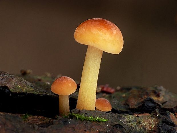 plamienka Flammulina sp.