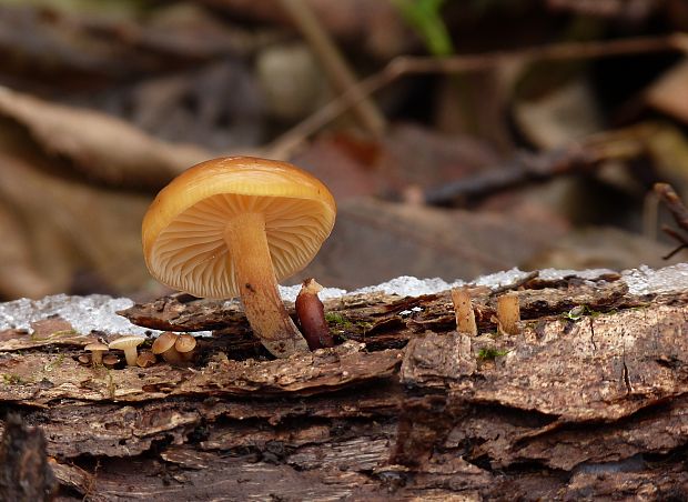 plamienka Flammulina sp.