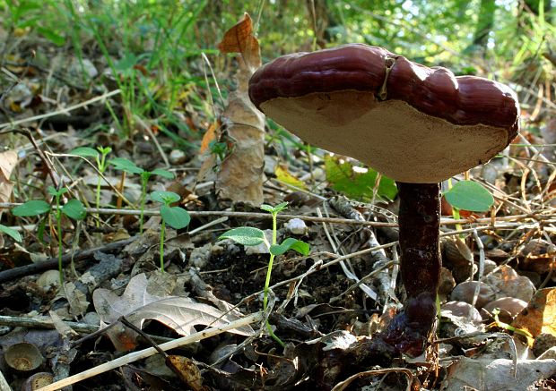 lesklokôrovka obyčajná Ganoderma lucidum (Curtis) P. Karst.