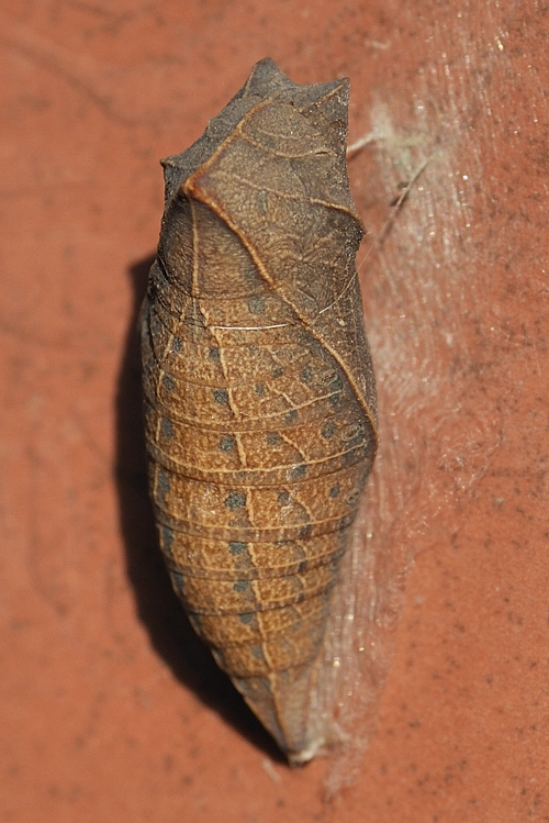 vidlochvost ovocný Iphiclides podalirius