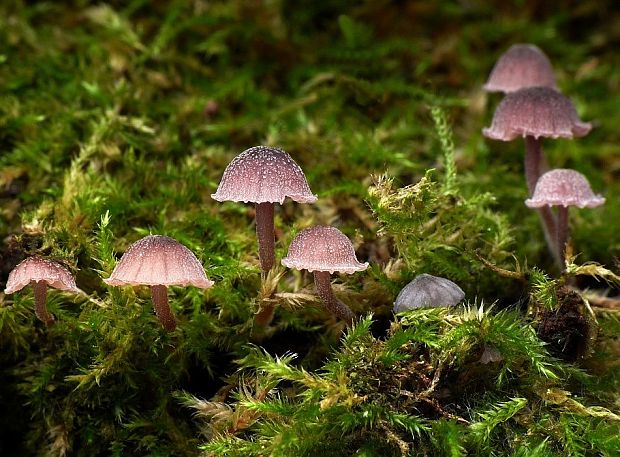 prilbička pomúčená Mycena meliigena (Berk. & Cooke) Sacc.