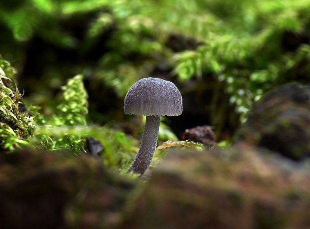 prilbička Mycena sp.