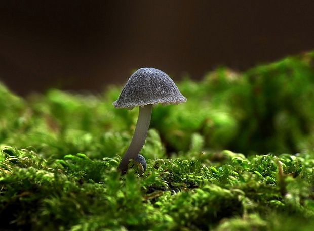 prilbička Mycena sp.