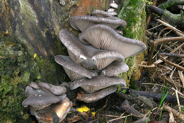 hliva ustricovitá Pleurotus ostreatus (Jacq.) P. Kumm.