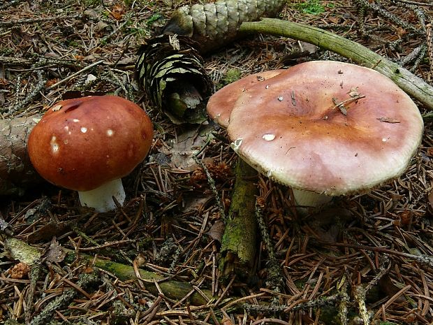 holubinka jahodová - Plávka jahodovočervená Russula paludosa  Britzelm.