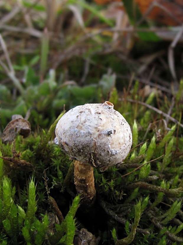 stopkovec zimný Tulostoma brumale Pers.