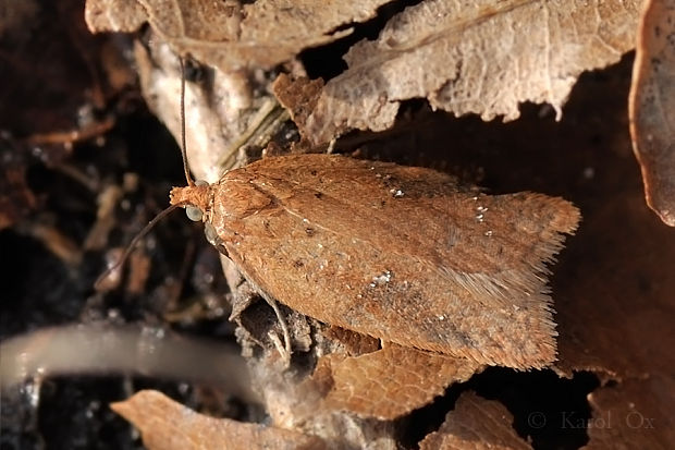 obaľovač brezový Acleris cf. ferrugana Denis & Schiffermüller, 1775