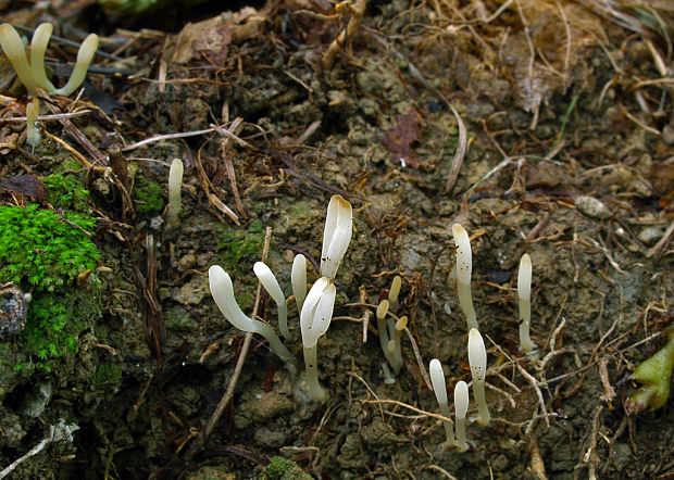 konárovka vráskavá? Clavulina rugosa?