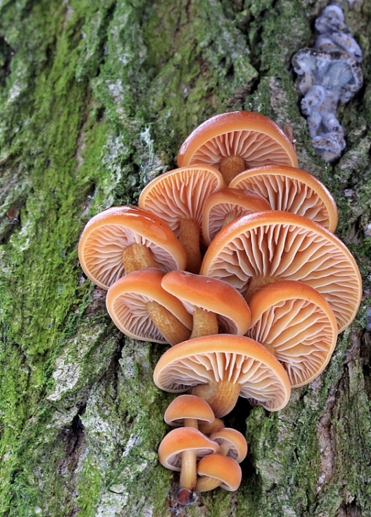 plamienka Flammulina sp.