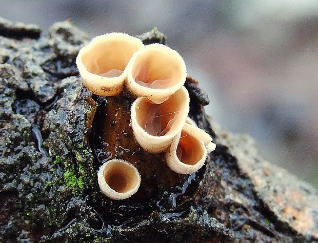 škľabka plstnatá Schizophyllum amplum (Lév.) Nakasone