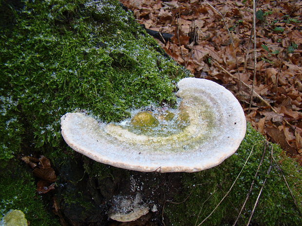 trúdnikovec hrbatý Trametes gibbosa (Pers.) Fr.