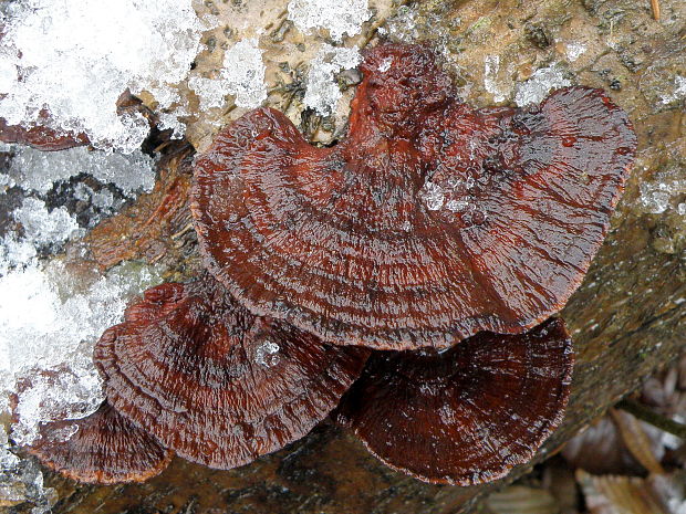 sieťkovček červenkastý Daedaleopsis confragosa (Bolton) J. Schröt.