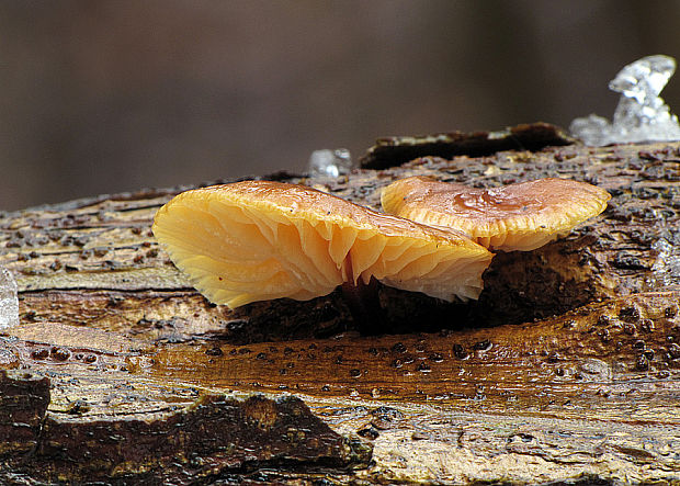 plamienka Flammulina sp.