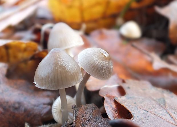 prilbička Mycena sp.