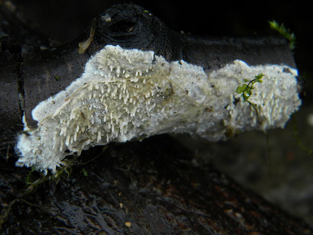 struháčik obyčajný Radulomyces confluens (Fr.) M.P. Christ.