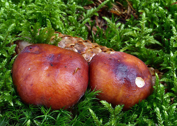 plávka Russula sp.