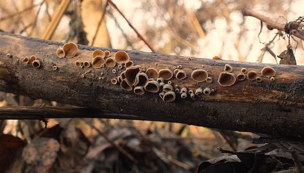 škľabka plstnatá Schizophyllum amplum (Lév.) Nakasone