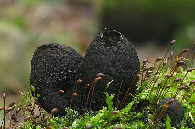 drevnatec kyjakovitý Xylaria polymorpha (Pers.) Grev.