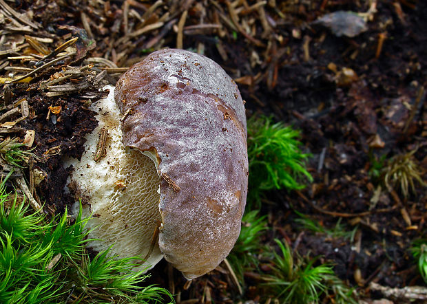 hríb smrekový Boletus edulis Bull.